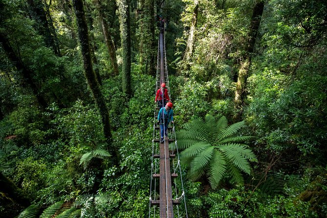 Rotorua Canopy Tours: 2.5Hour Native Forest Zipline Adventure - What you’ll actually do overhead: ziplines, bridges, and the forest lesson