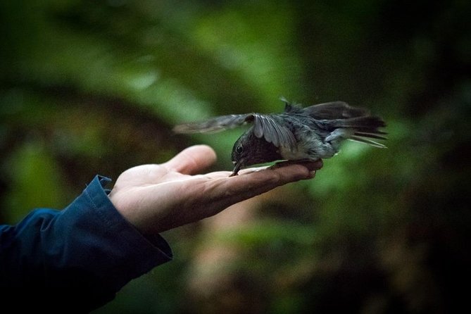 Rotorua Canopy Tours: 2.5Hour Native Forest Zipline Adventure - Price in plain terms: is $123.49 worth it?