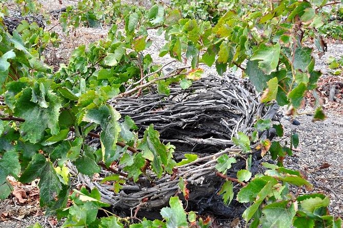 Santorini: 4hrs Small Group Wine Tasting Tour with Local Bites - Gavalas Winery: underground cave tasting and award-winning wines