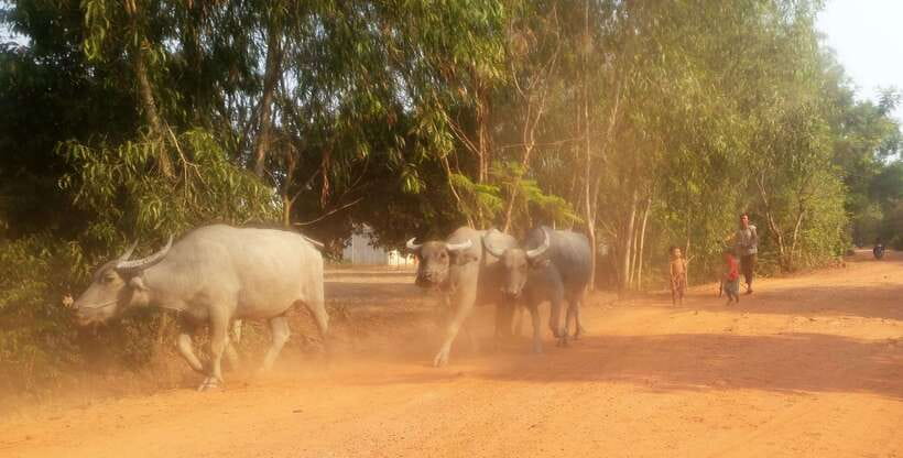 Siem Reap: 3-Hour Ancient Trails Motorbike Tour - Who this tour suits best (and who should think twice)
