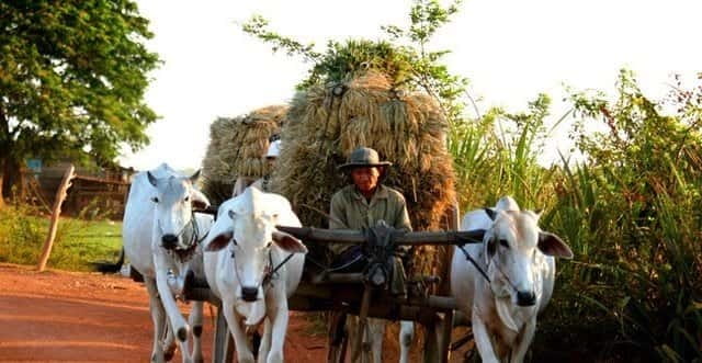 Siem Reap: 3-Hour Ancient Trails Motorbike Tour - Price and what you’re actually getting for $44