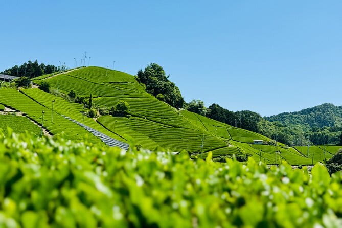 Slow Cycling Tour at Uji's Matcha Green Tea Fields and Heritage - Stop 6: Amagase Dam nature trail and the wooden Amagase Bridge