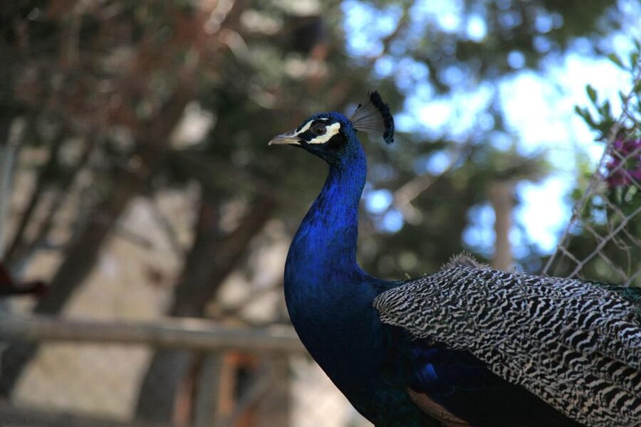 The Limestone Heritage Park and Gardens (Entry Ticket) - Key highlights at Limestone Heritage Park and Gardens