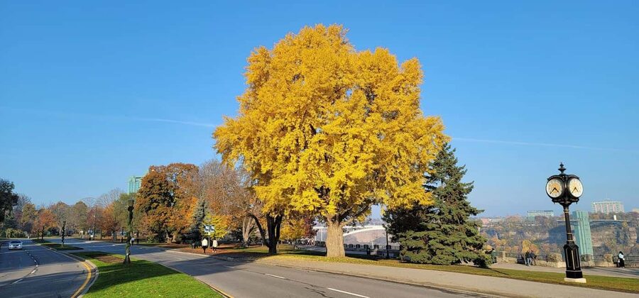 Toronto: Niagara Falls & NOTL Heritage Town Guided Day Tour - Photo-and-comfort strategy for a misty 9-hour day