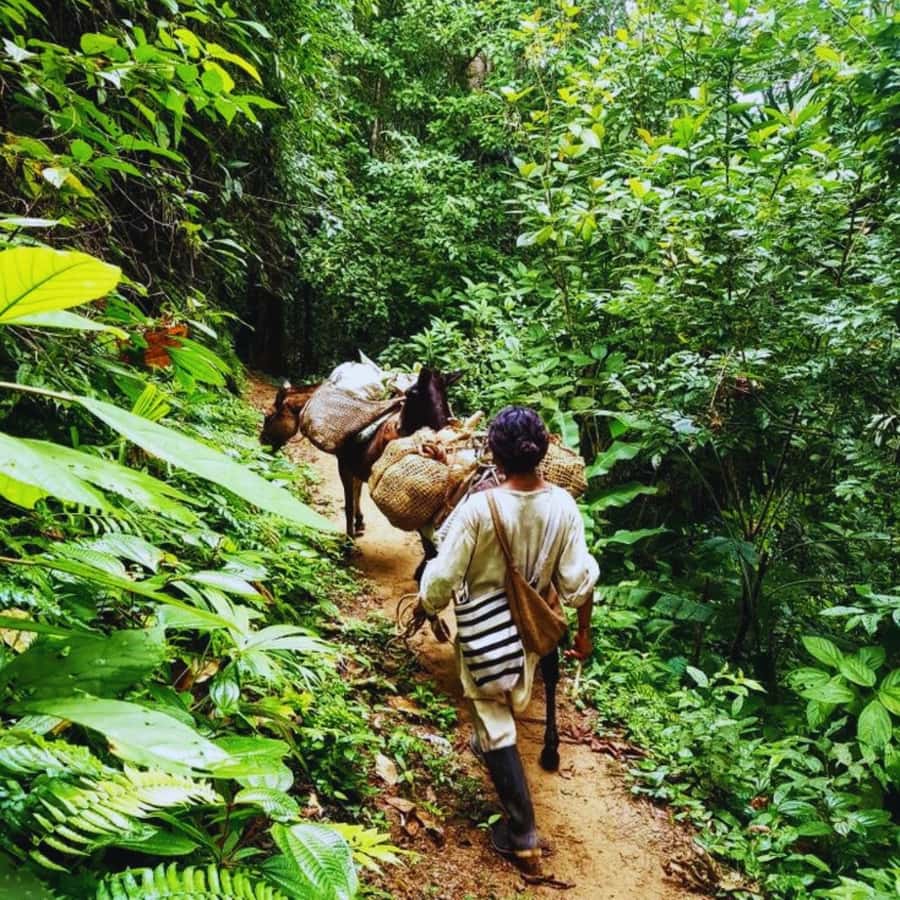 Trekking History and Indigenous Heritage in Minca + Cacao & Coffee + Waterfall - Tayrona-Era Trails and Indigenous Heritage in Minca