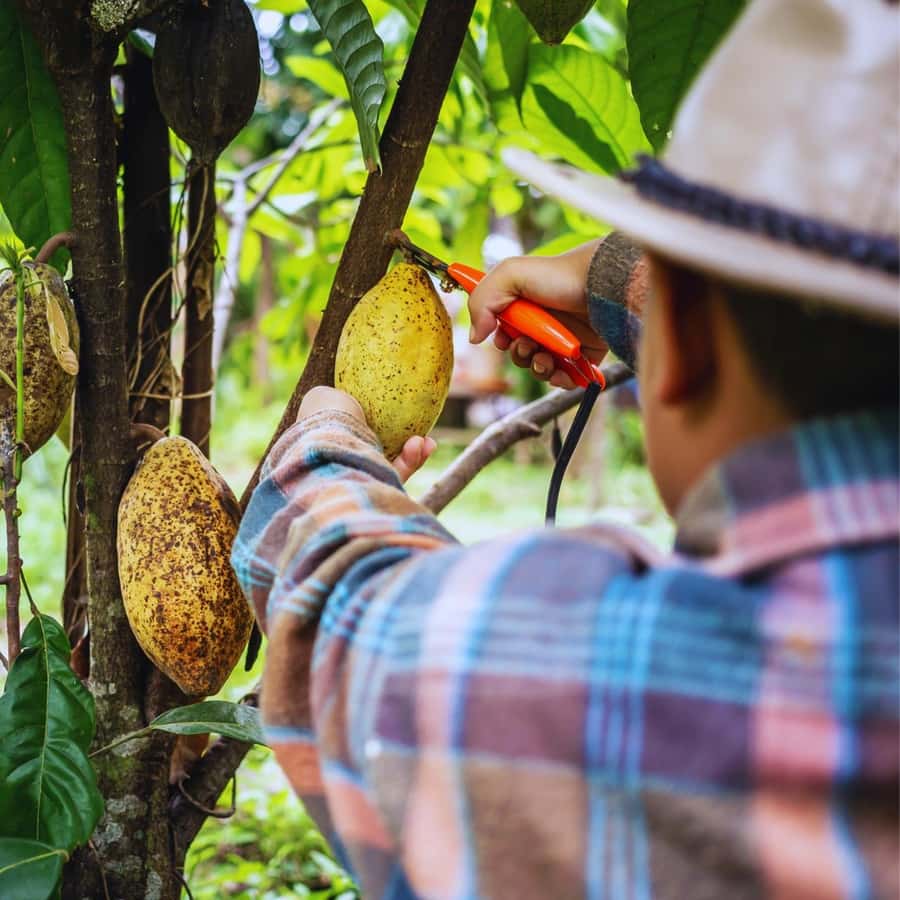 Trekking History and Indigenous Heritage in Minca + Cacao & Coffee + Waterfall - Who This Tour Fits Best (and Who Should Skip It)