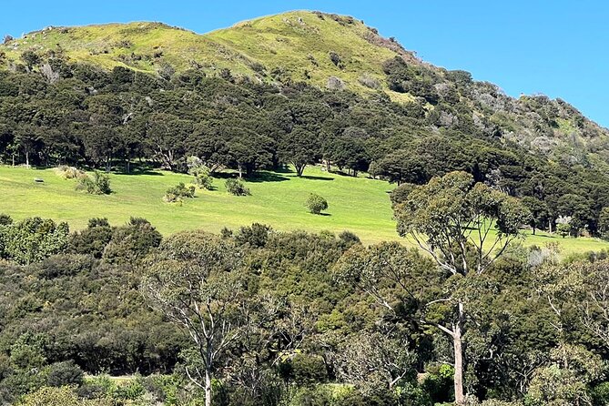 Waiheke Island History and Heritage Tour - Pa site summit: kumara pits, shell middens, and defensive terraces