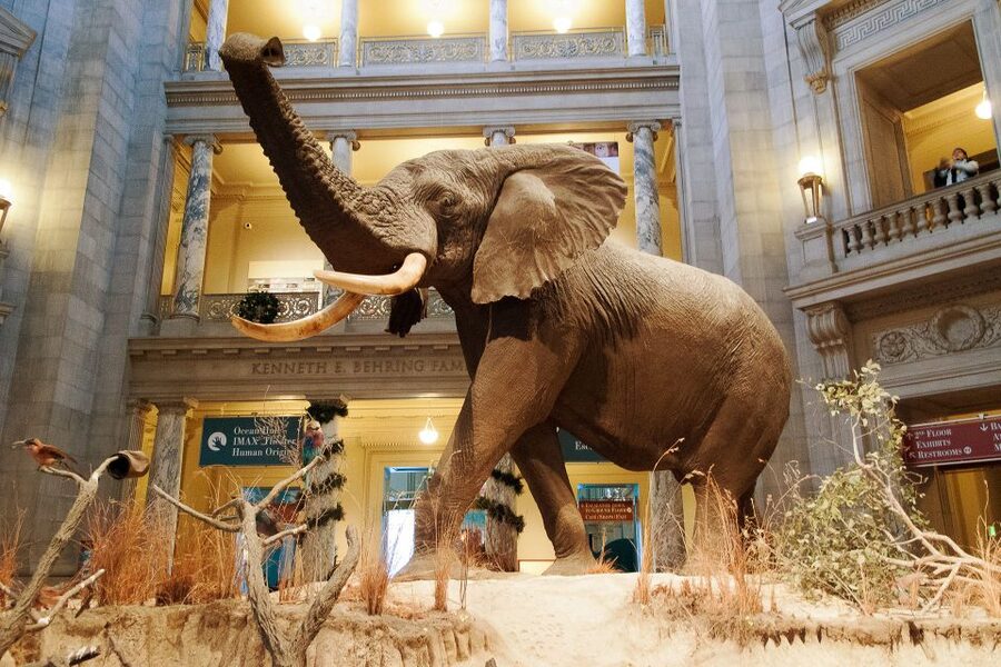 Washington DC: National Museum of Natural History Tour - Key highlights you’ll actually feel in the museum