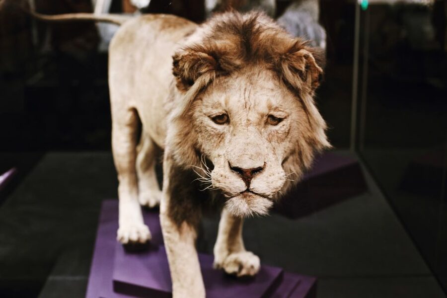 Washington DC: National Museum of Natural History Tour - Meeting point and museum rules you should know