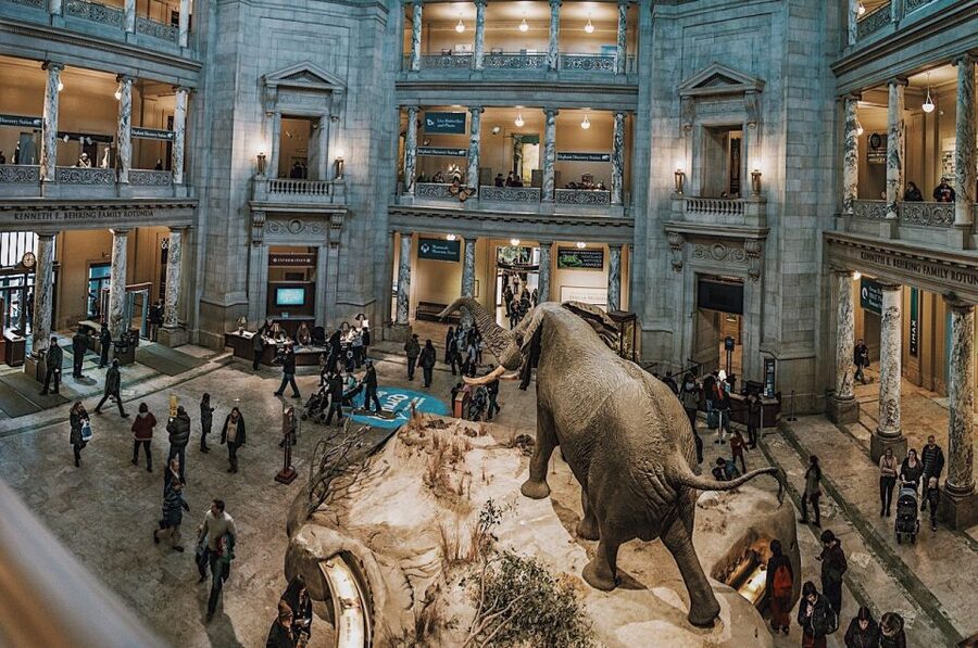 Washington DC: National Museum of Natural History Tour - Phoenix the whale: a 45-ton story you can feel