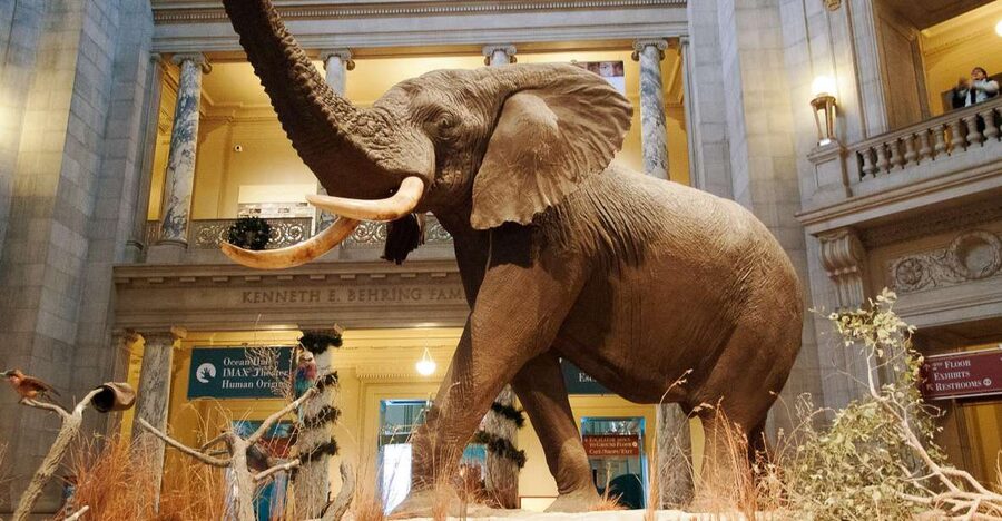 Washington DC: National Museum of Natural History Tour - Fossil Lab, Arctic Narwhal, and the thrill of prehistory