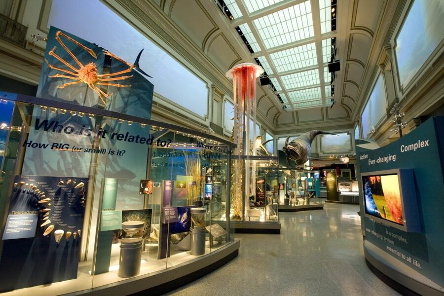 Washington DC: National Museum of Natural History Tour - Group size, pacing, and why small matters