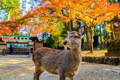 World Heritage Kyoto & Nara Uji Authentic Matcha Experience - Nara Park and the 1,400 deer: cute, classic, and mildly chaotic